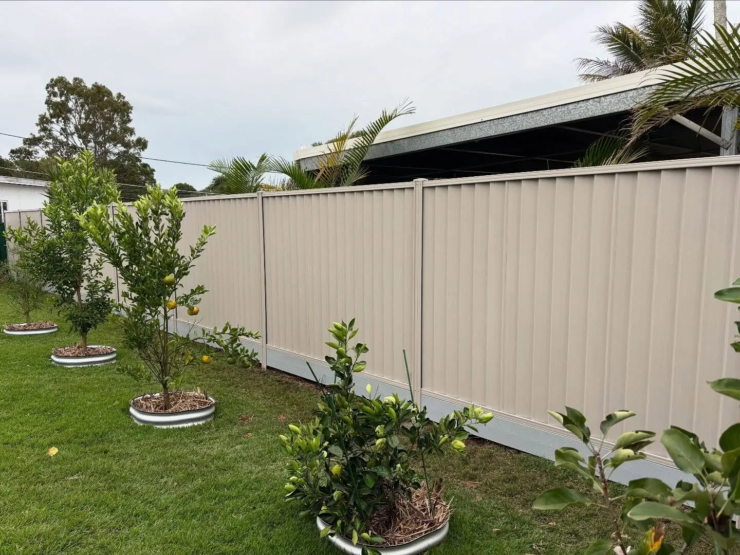 Cream Colorbond fence beside a young citrus orchard